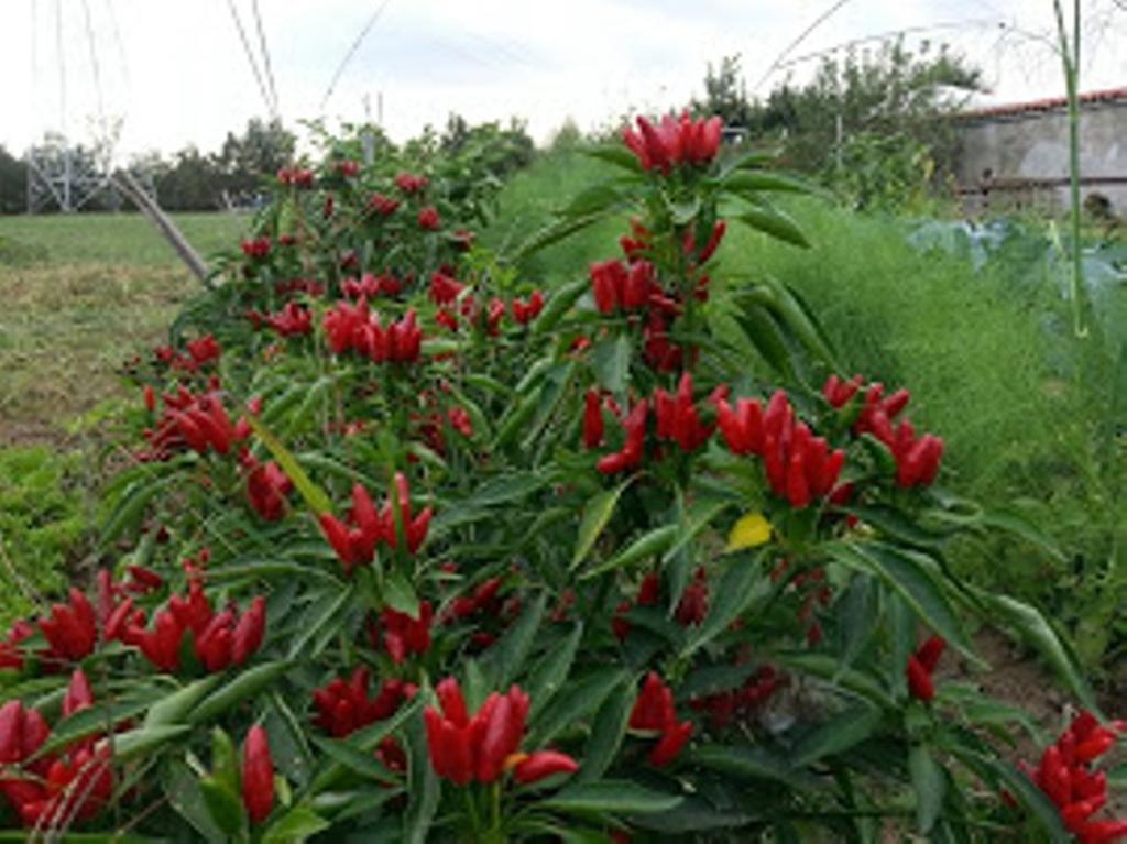 Leinì Agriturismo Cascina Del Peso מראה חיצוני תמונה